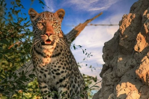 Leopard Safari