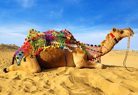 Desert Safari