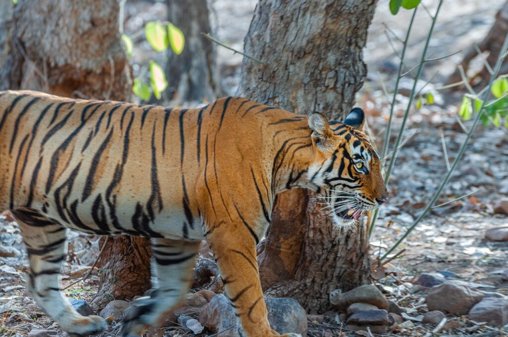 tiger, royal bengal tiger, predator, ranthambhore, forest, woods, nature, wildlife