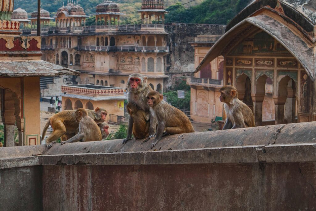 A troop of monkeys in Jaipur, India, amidst historic architectural structures.