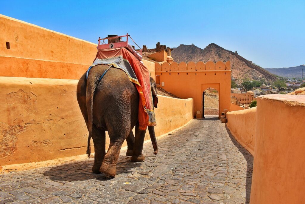 A majestic elephant walks along the stone pathway at Amer Fort in Jaipur, India, showcasing traditional architecture.