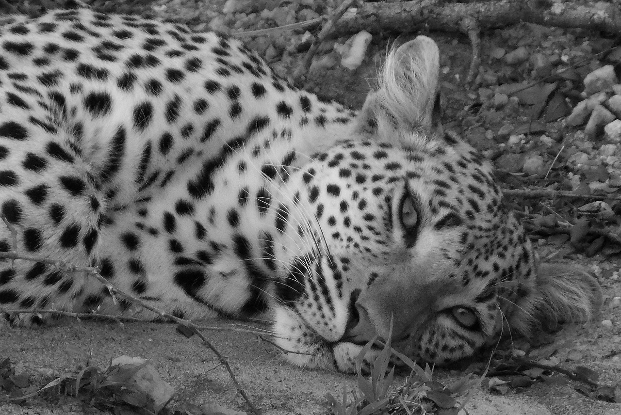 leopard, black and white, wild cat, big 5, gray cat, leopard, leopard, leopard, leopard, leopard, big 5, big 5