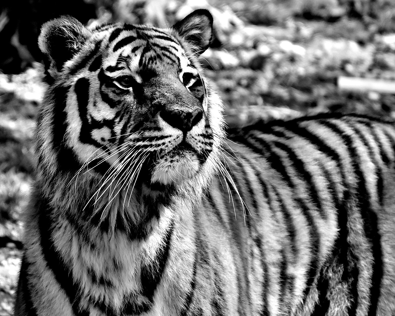 tiger, predator, dangerous, tierpark hellabrunn